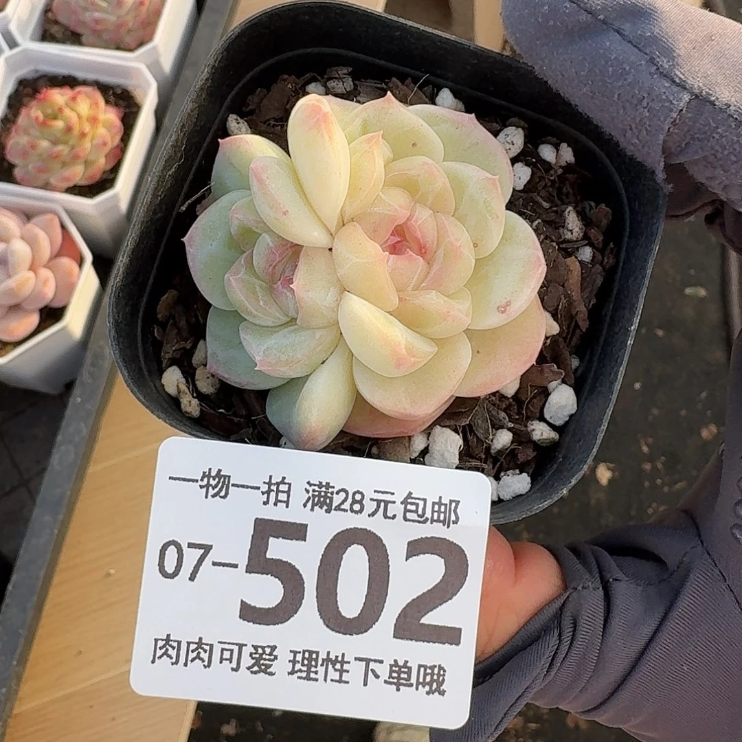 蜜桃釉无盆无发货无