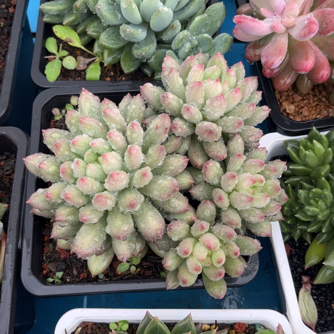 岩子多肉植物多头626