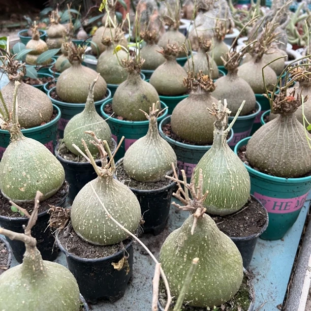 睡布袋块根植物裸根不带盆土