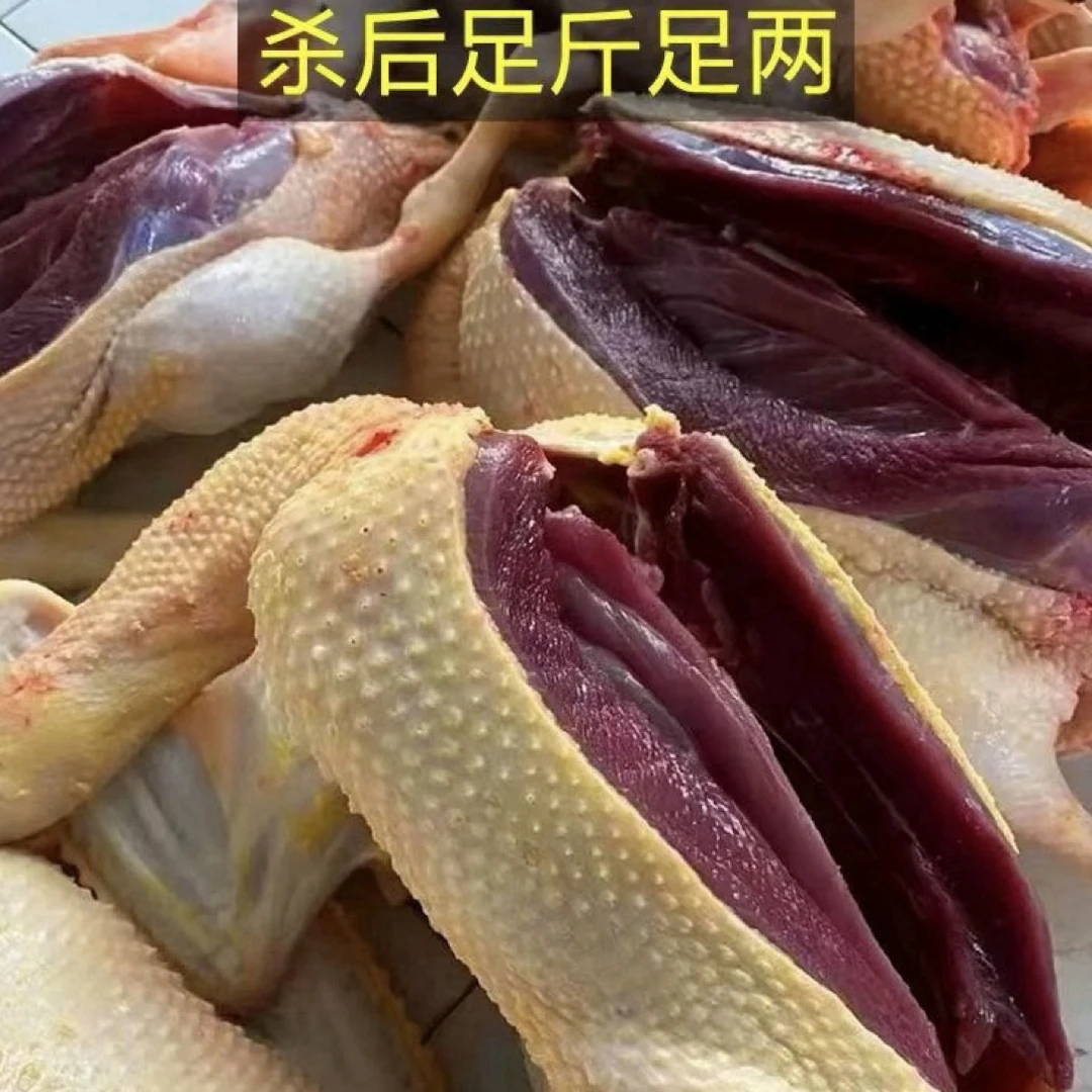 农家散养红嘴雁鸭(大飞鸭)新鲜宰杀