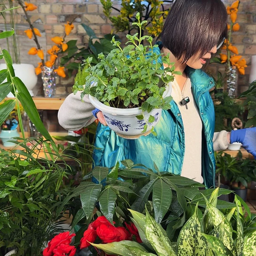 完全开放小盆薄荷