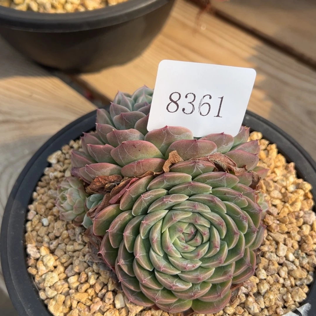 米*丫8361肉肉肉肉