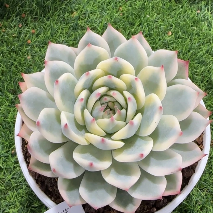 2003吉娃娃锦多肉植物的