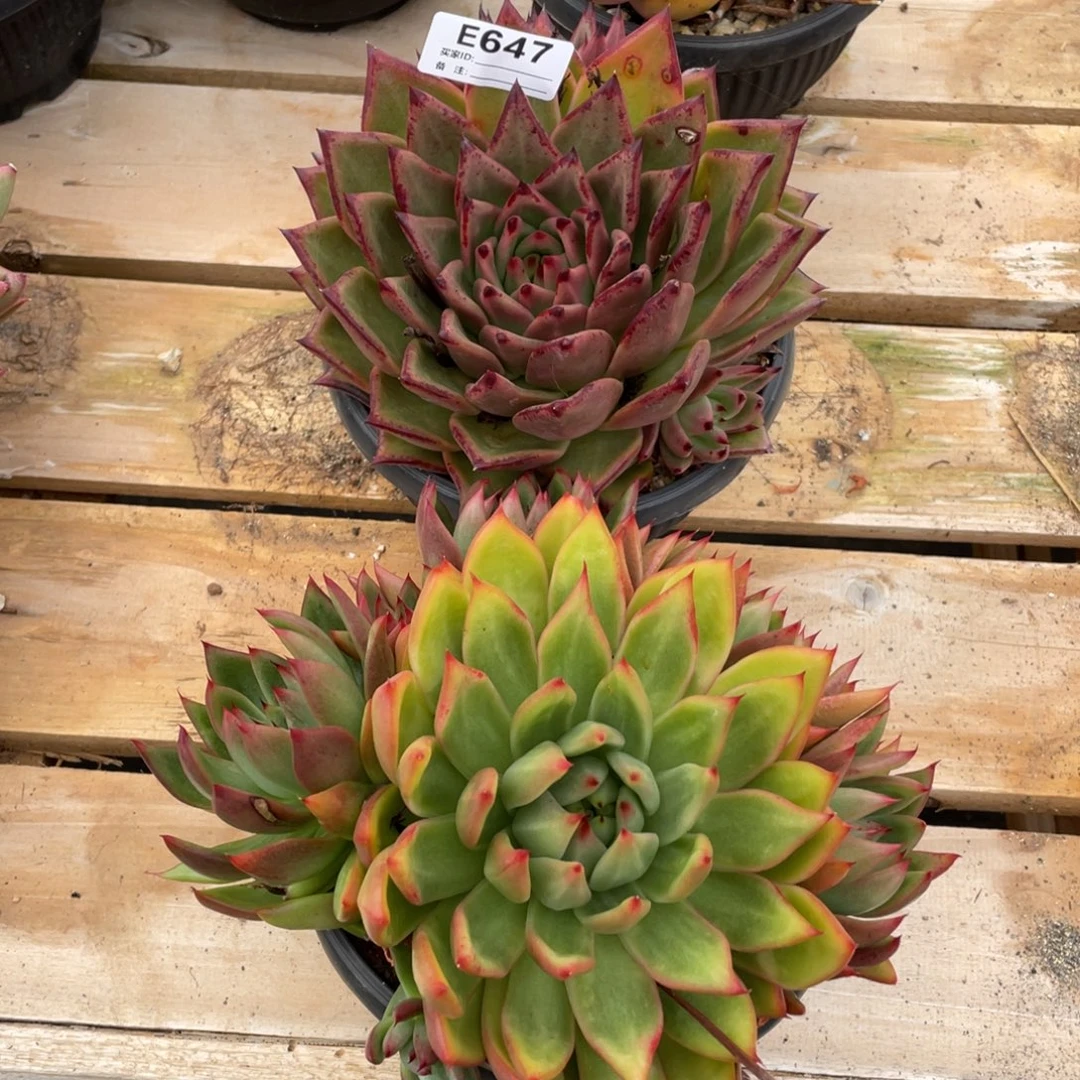 无花朵若如东云组拍E647