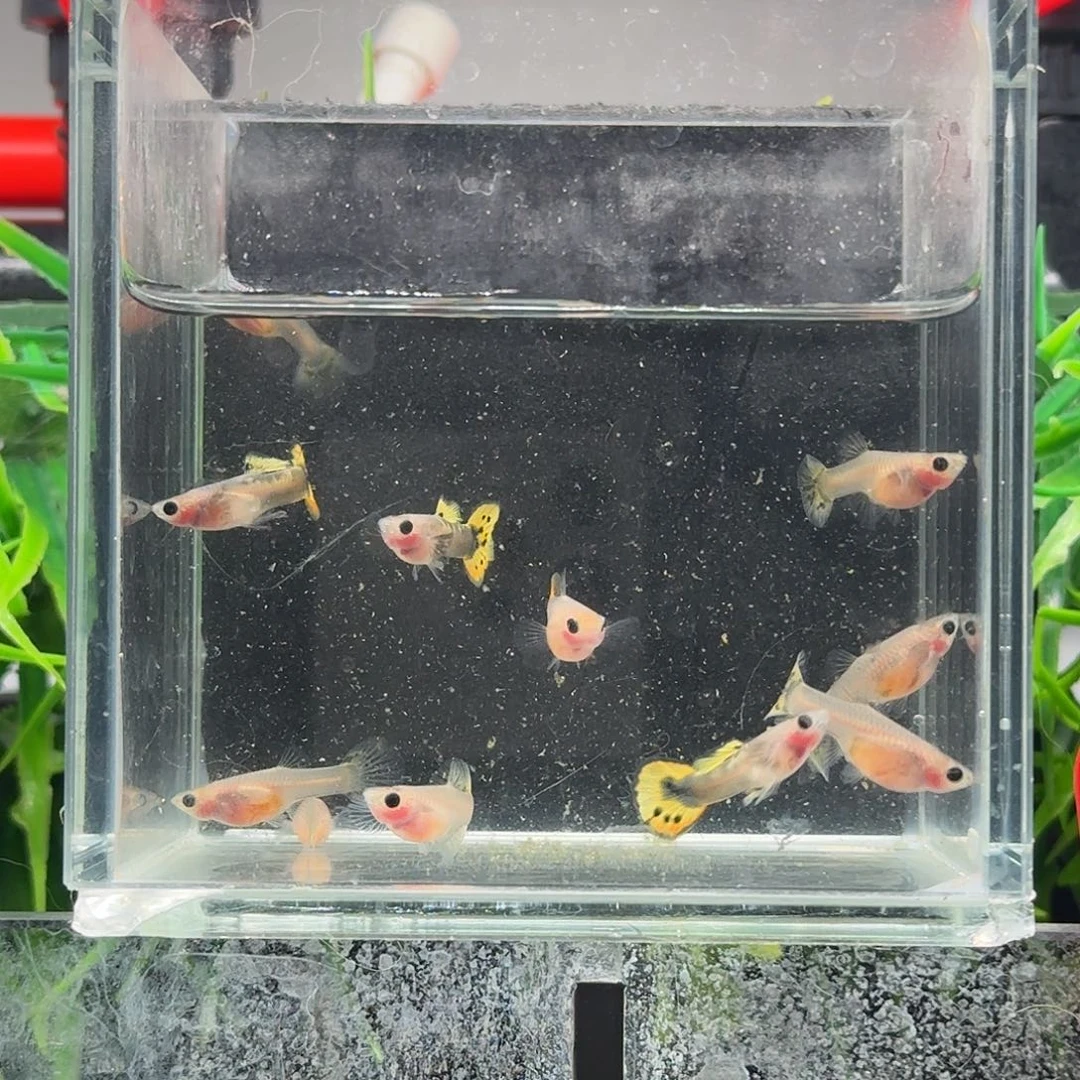 孔雀鱼黄化小葵花玻璃猫一缸