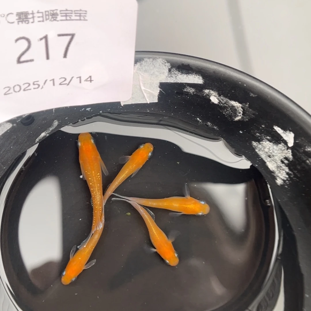 青鳉鱼217林血赤壁五尾