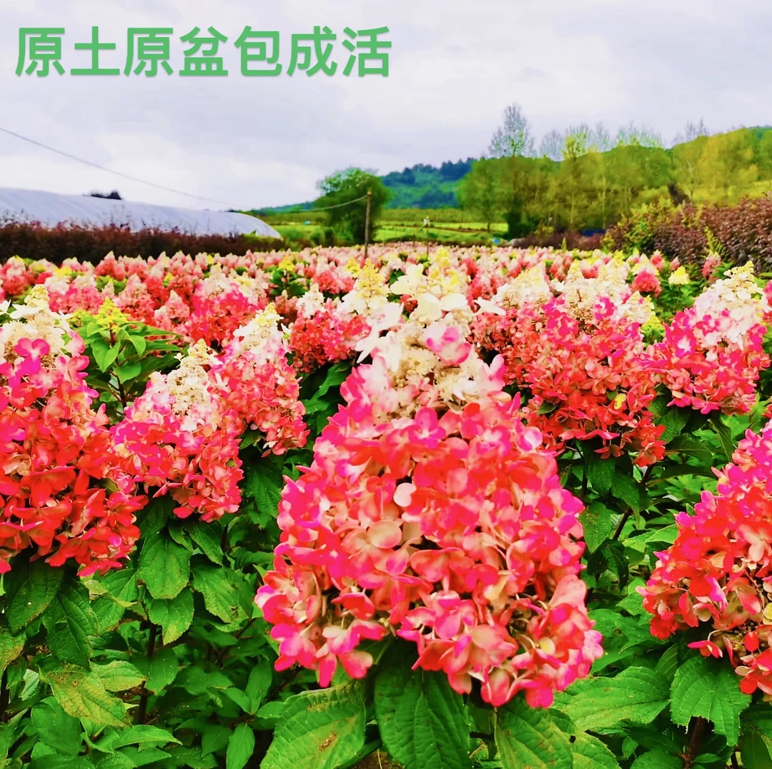 东北耐寒直立大花绣球烛光圆锥花冠原盆