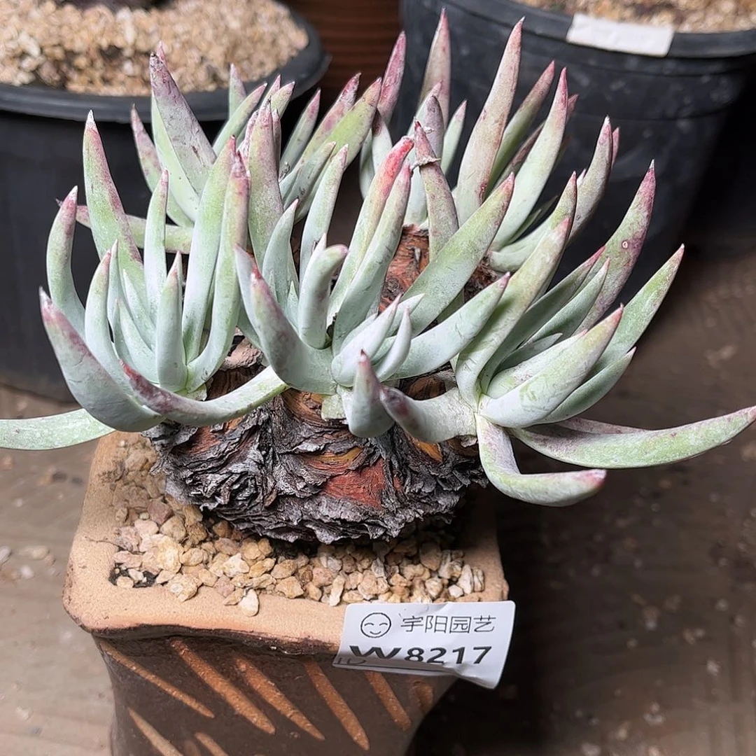 8217雪花仙女杯多肉