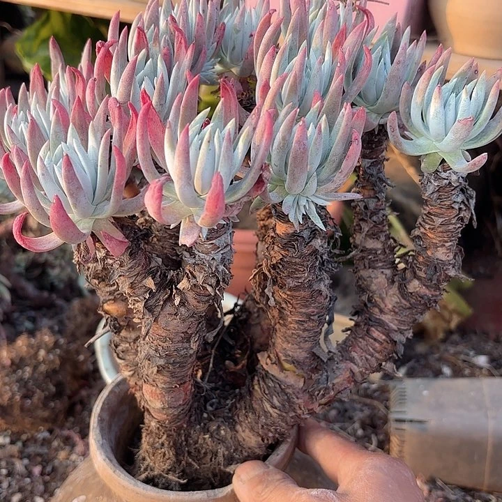 仙女杯多肉植物提取