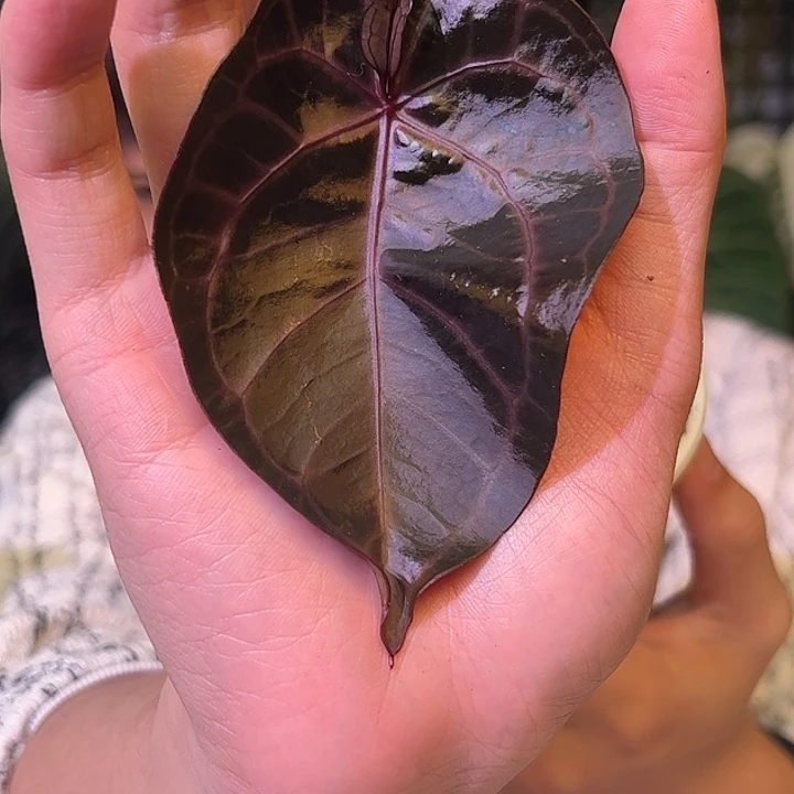 完全开放B47紫水晶杂铜锣烧