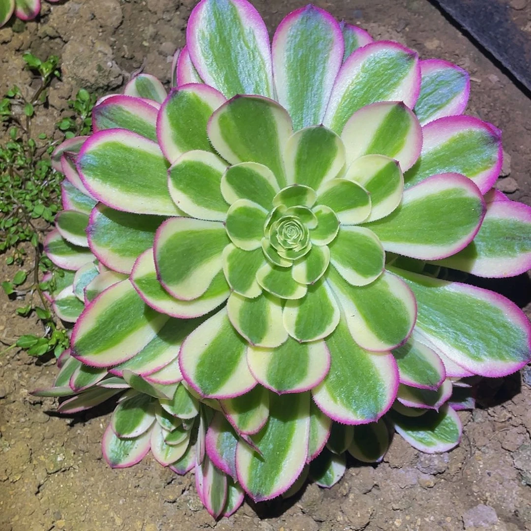 3624粉海王多肉植物
