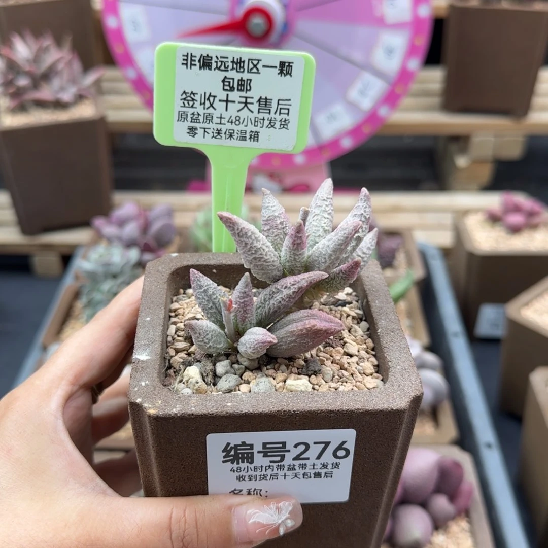 ?*笙276融冰补差多肉植物
