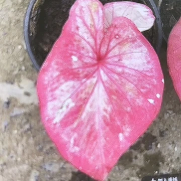 张****?35-0224彩叶芋泰国发货