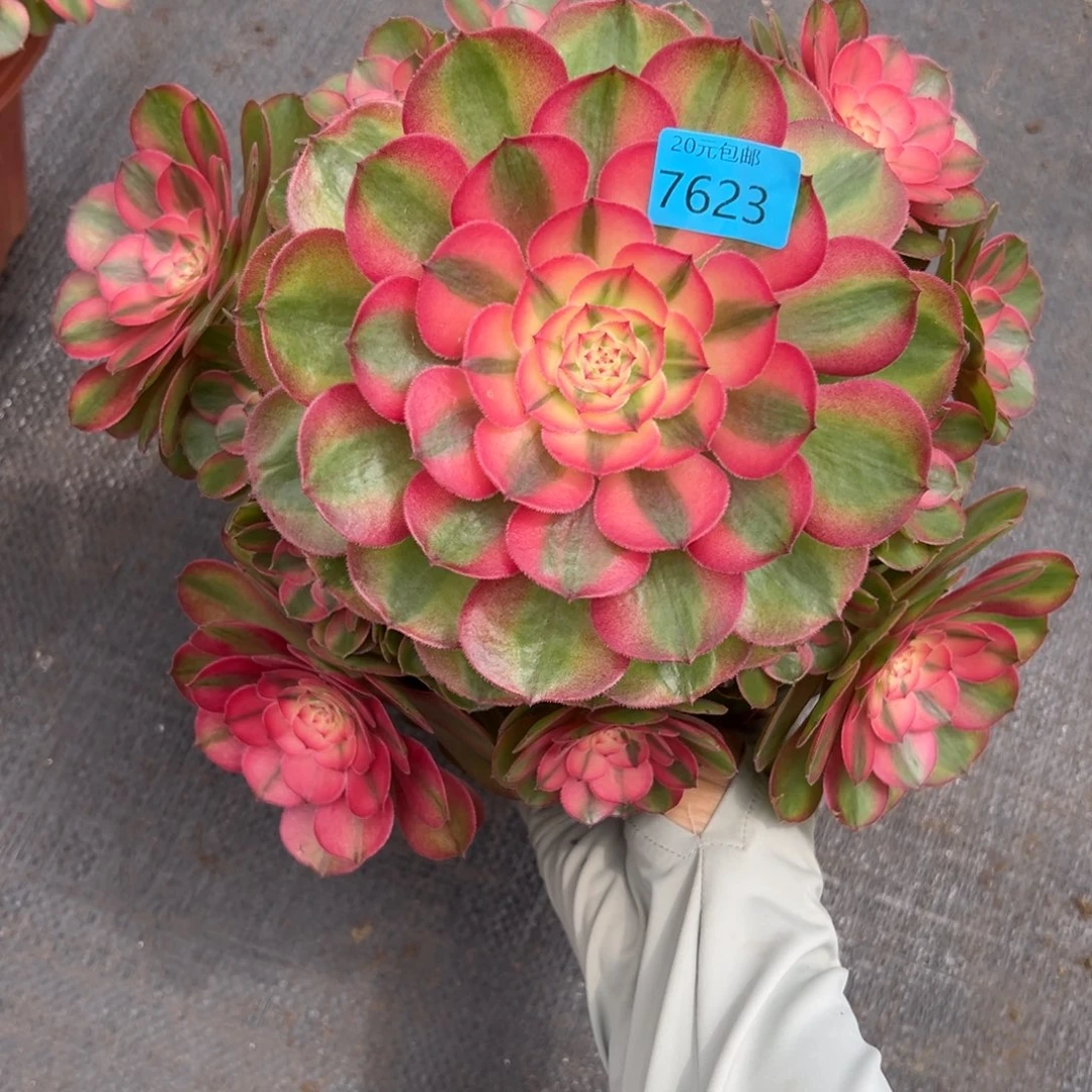 7623荔枝多肉植物