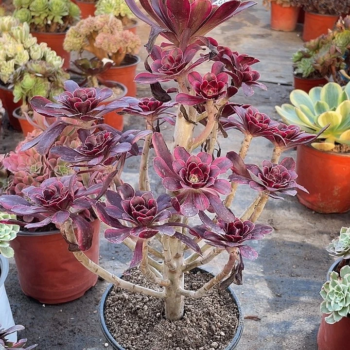 850香奈儿多肉满20包邮