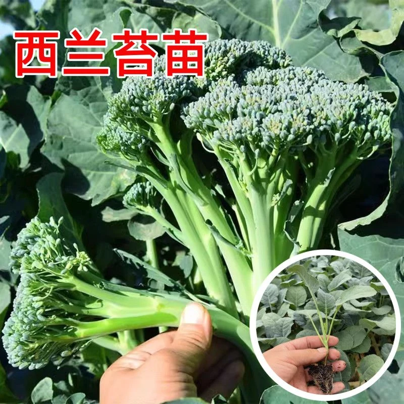 西兰苔苗秧苗长杆西兰花苗芥蓝根秋冬季四季菜园庭院种植南方蔬菜