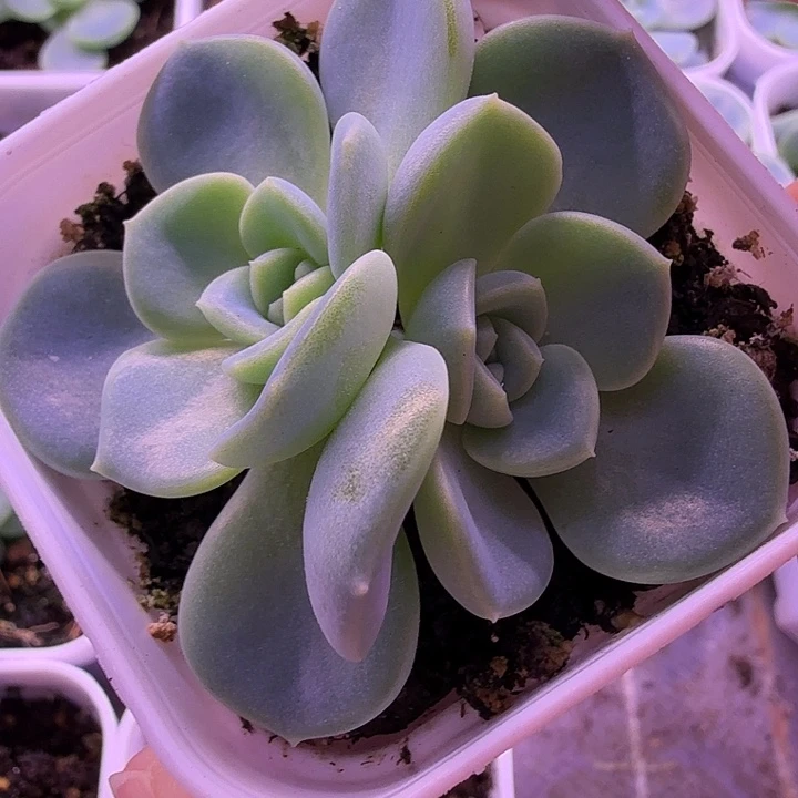 甜心2909帕帕拉恰