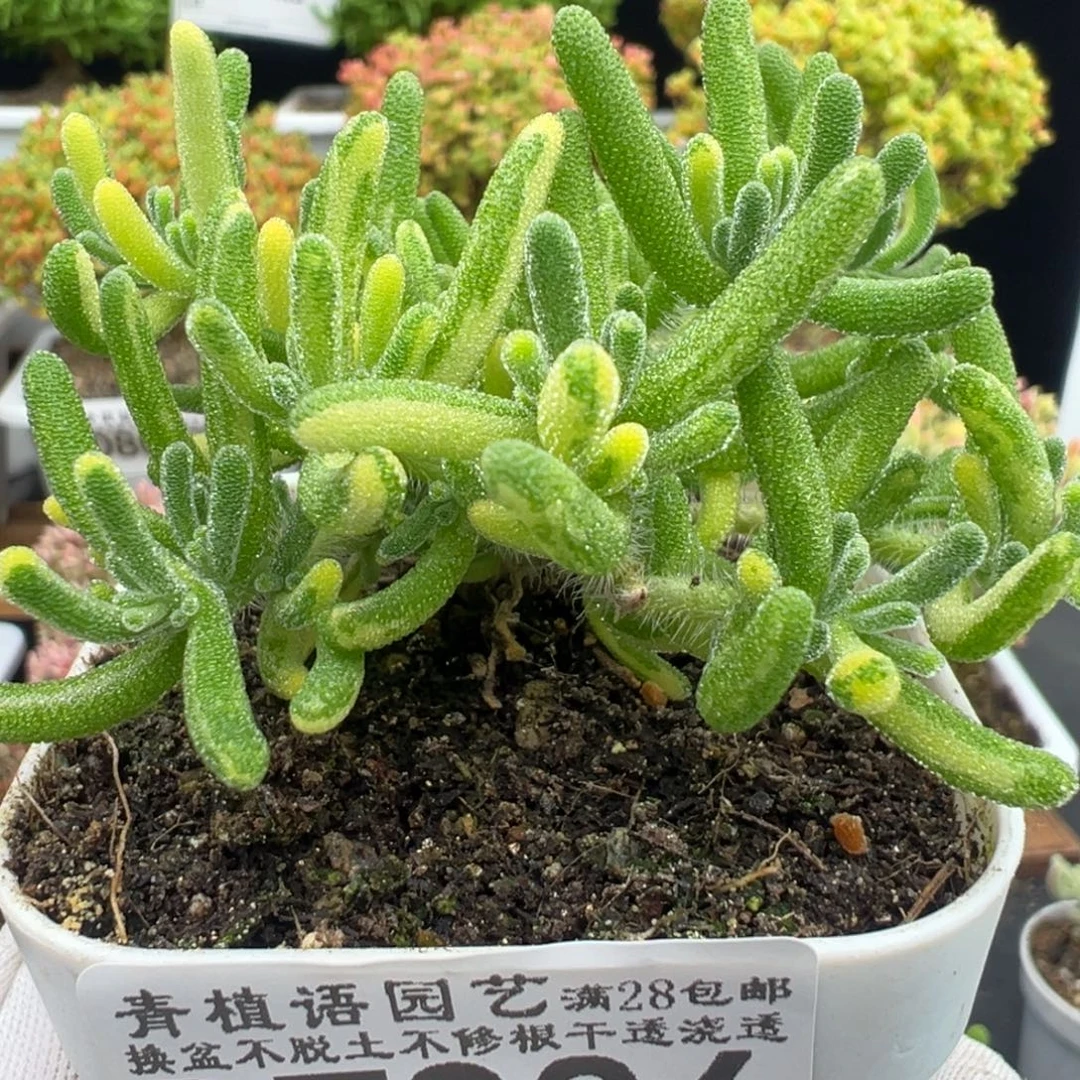 至***溪D7986荧光兔阴阳拉丝锦