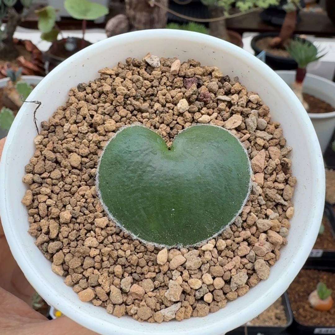 毛爱心327 仙人球