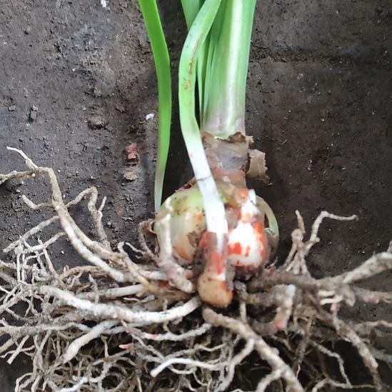 完全开放福利-小露露6.5公分带4侧