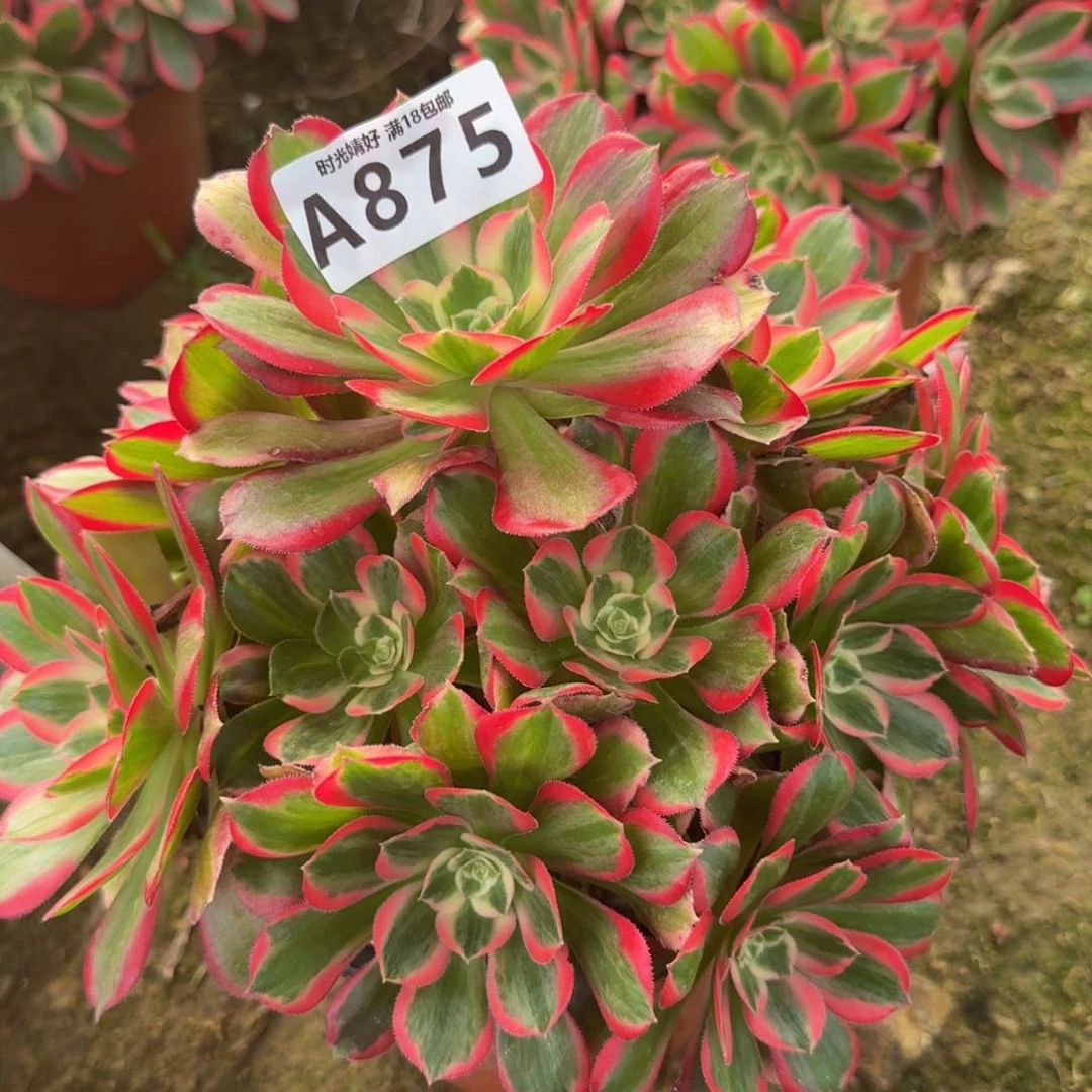 875妖月。多肉植物