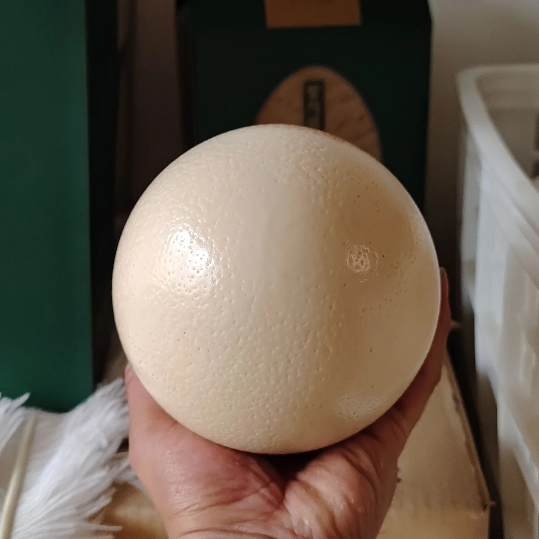 新鲜鸵蛋礼盒装 2.5 - 3斤