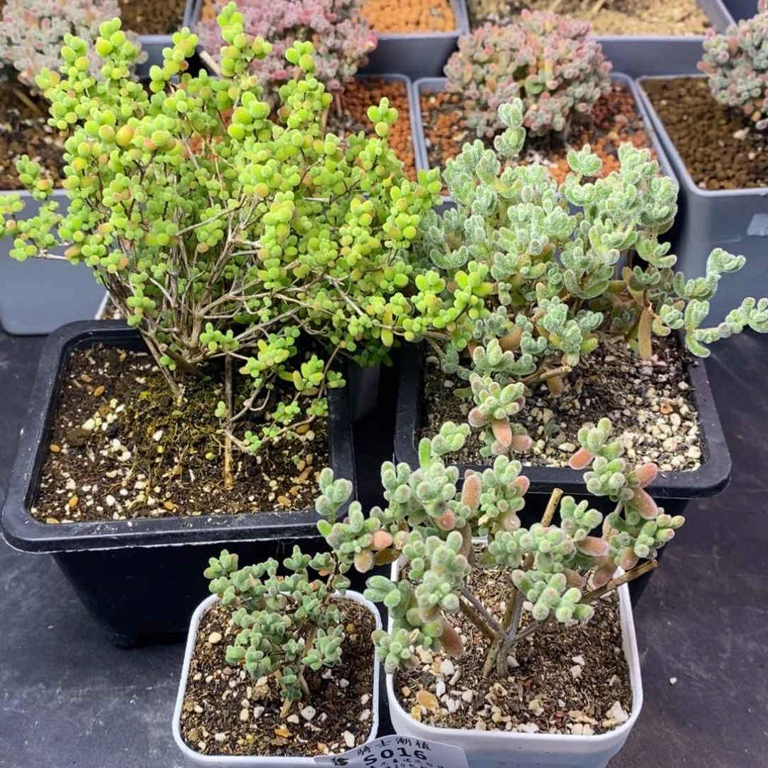 016套餐4颗枝干番杏