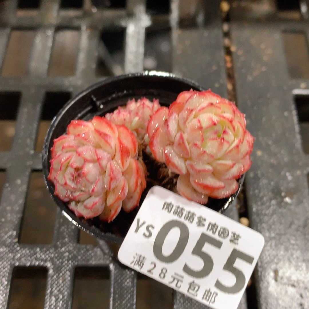 肉萌萌拇指盆精控多肉YS055