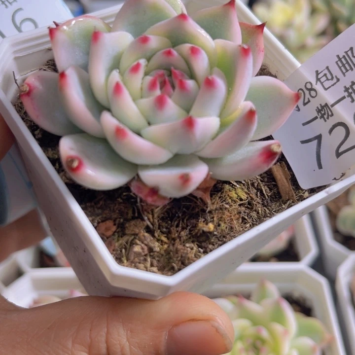 吉娃娃锦多肉植物720