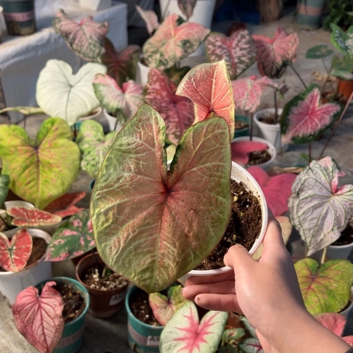不开花植物A558水蜜桃不包叶损不包种球大小