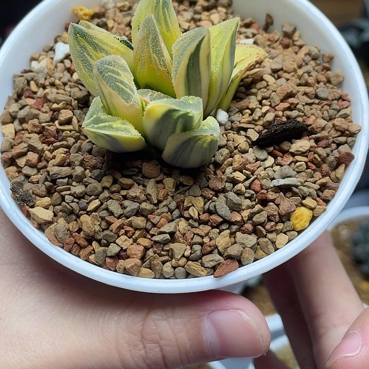 25  毛蟹寿锦糊斑十二卷