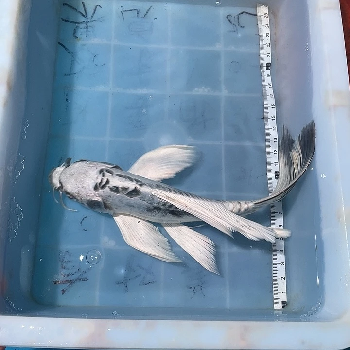 蝴蝶鲤鱼渔场直发114