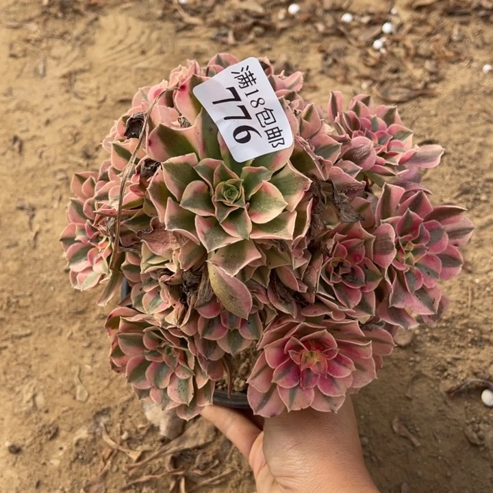 776粉女巫手捧1号棚