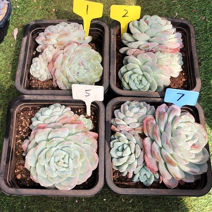 冰玉超大群多肉植物