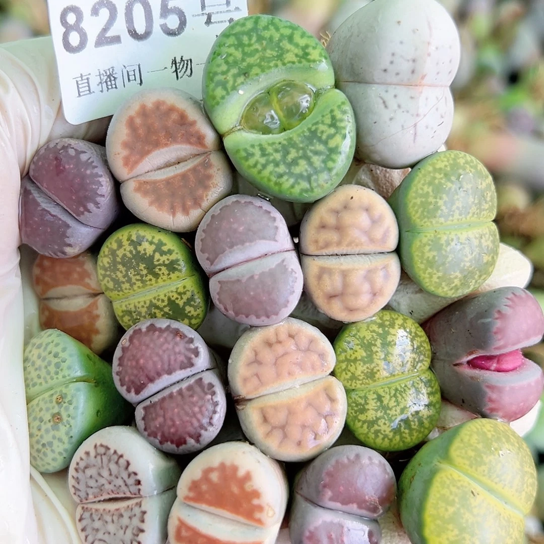 8205 好养易活生石花大母本18个