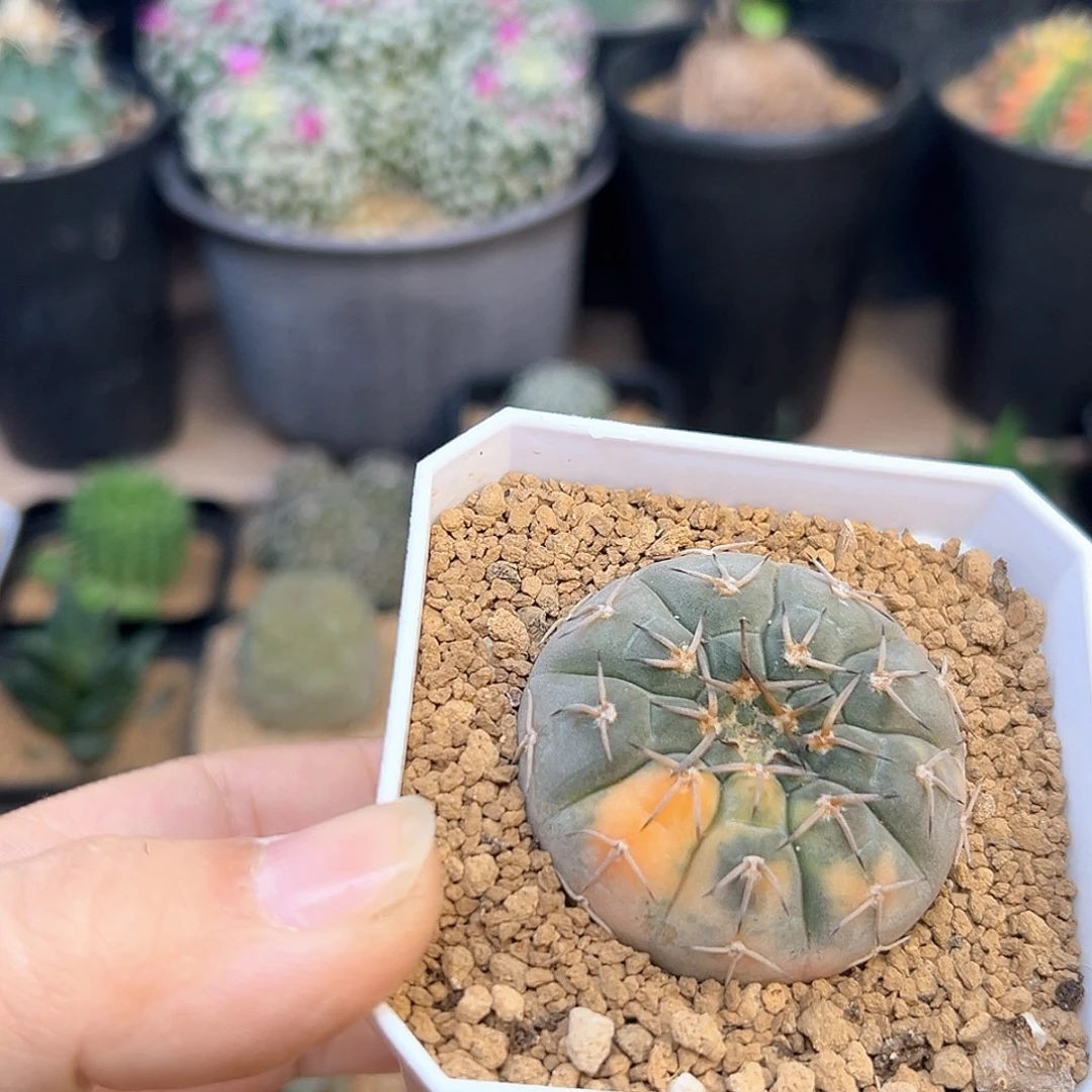 上蜡怪龙丸锦实生球