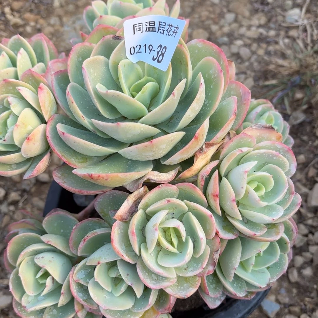 同温层多肉38骑兵