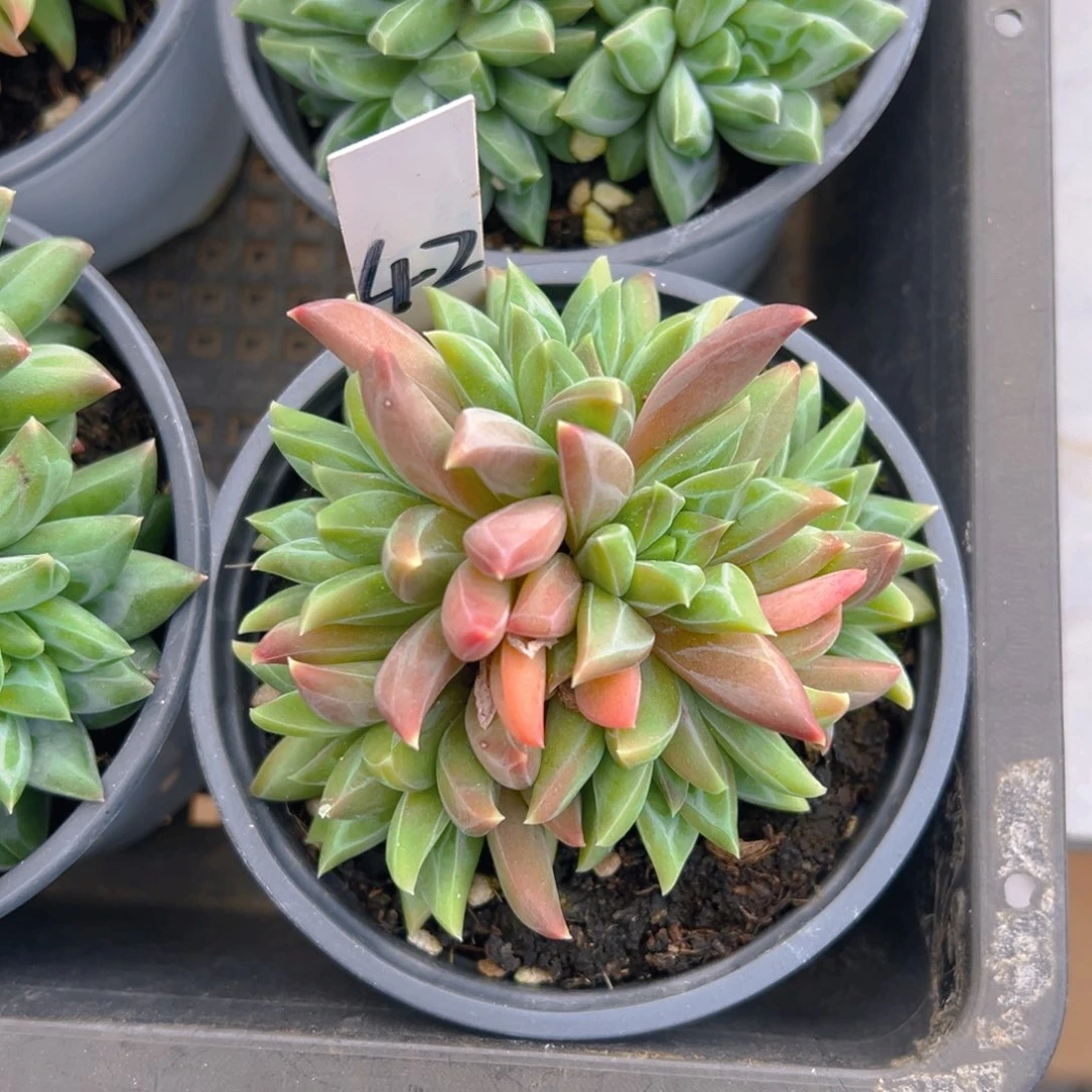 福利来了来了来了来