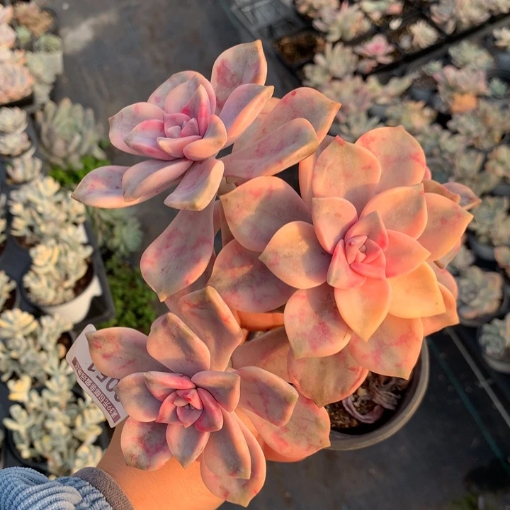 无花朵紫乐锦多肉植物