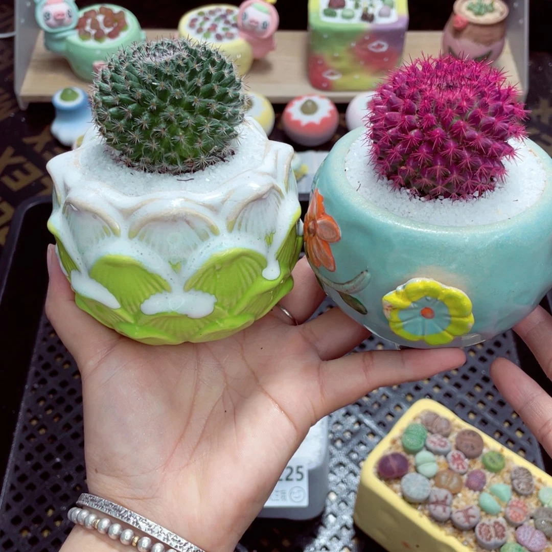 祎***贝w8226 带盆土发货一物一拍