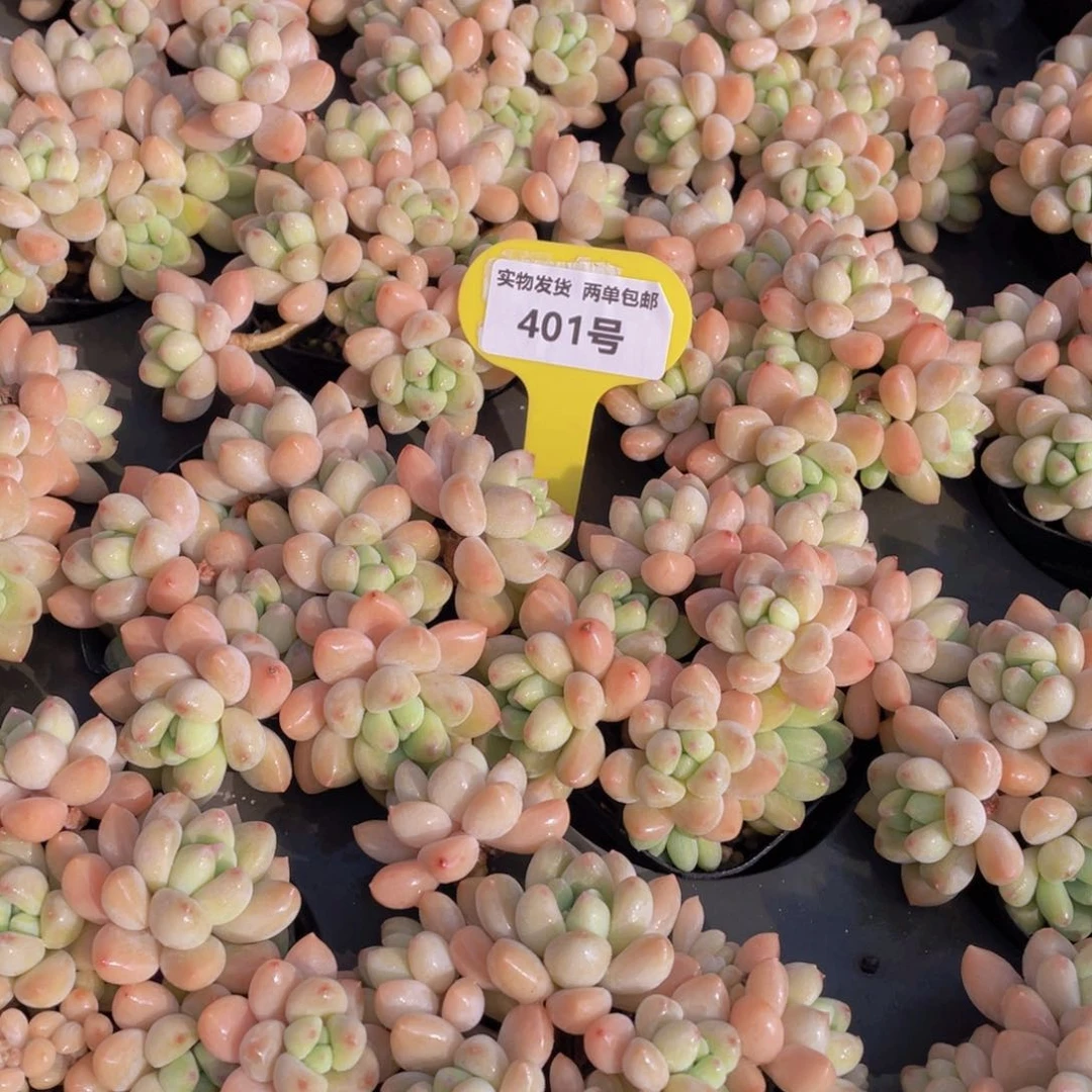 401号奶酪蛋糕手捧大群生一个m