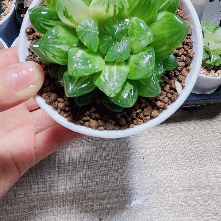 花火锦多肉植物666