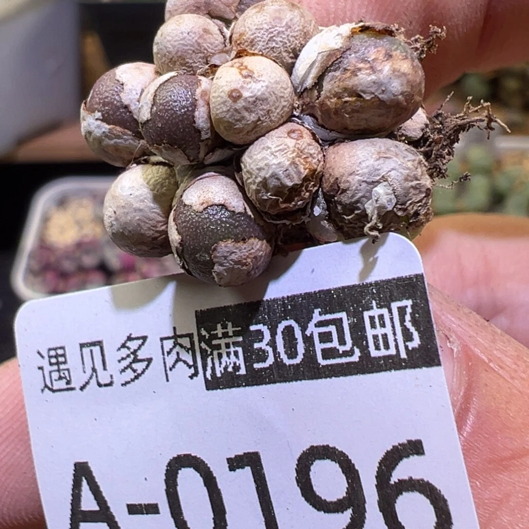 多肉植物1111111111111