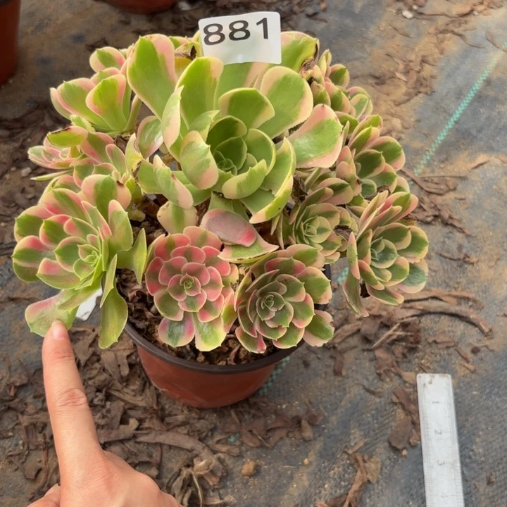粉女郎多肉植物不包损881
