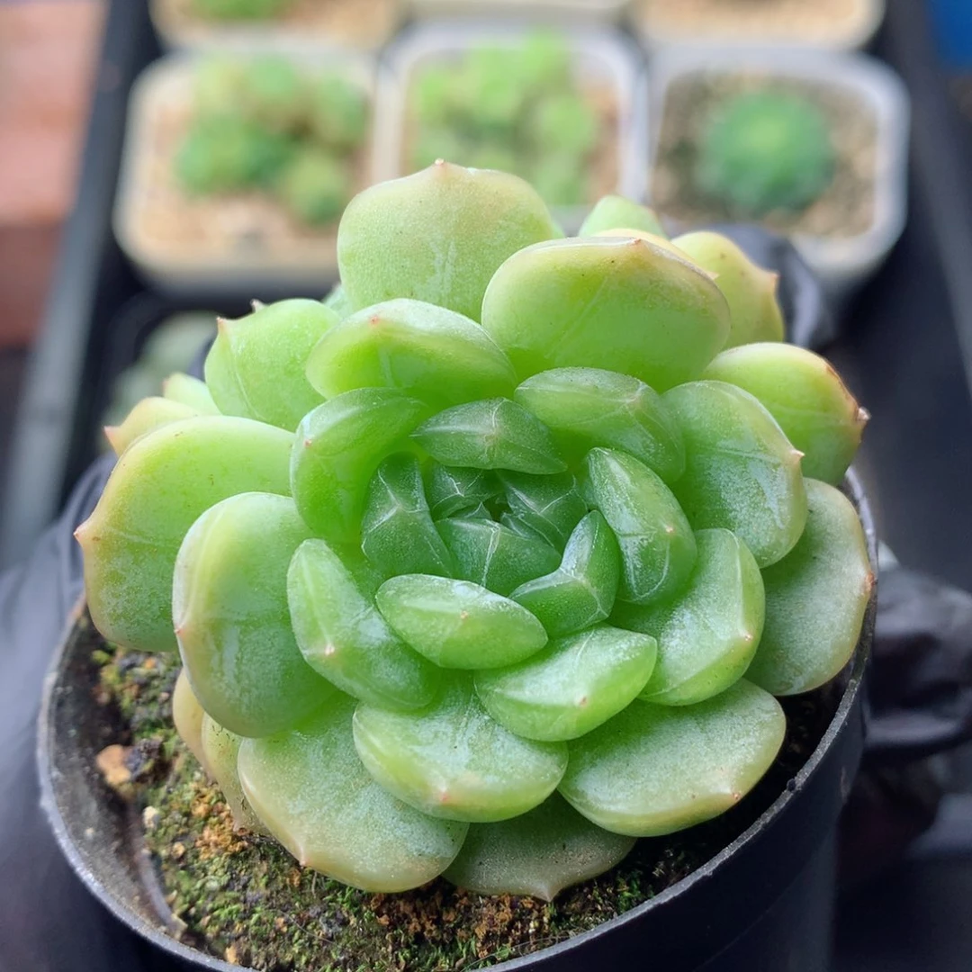 58包邮  群生不包整 10
