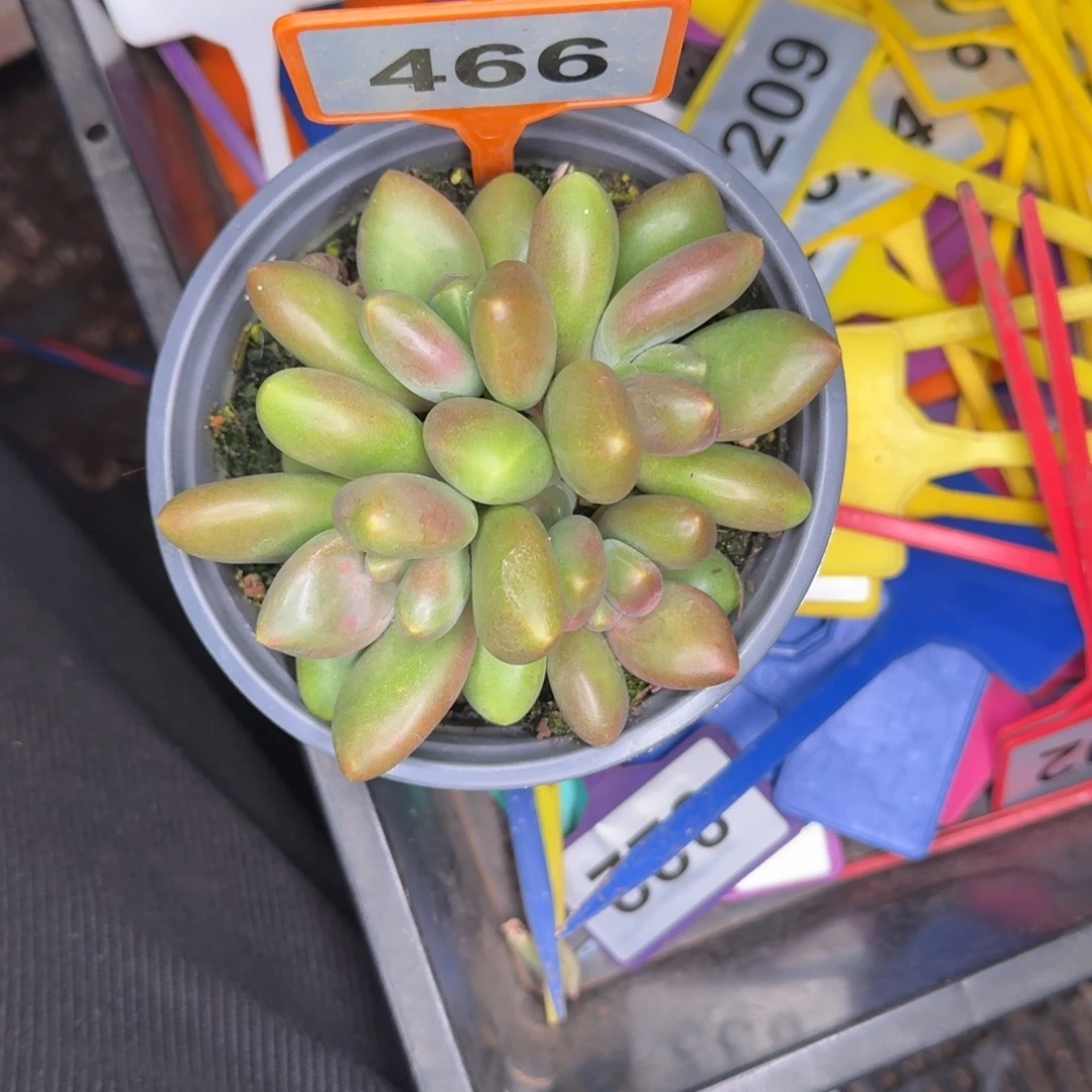 多肉植物伊萨贝拉466