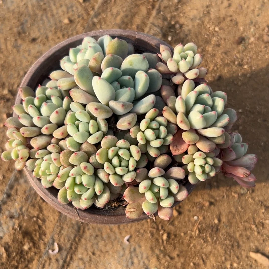 多肉植物多肉植物