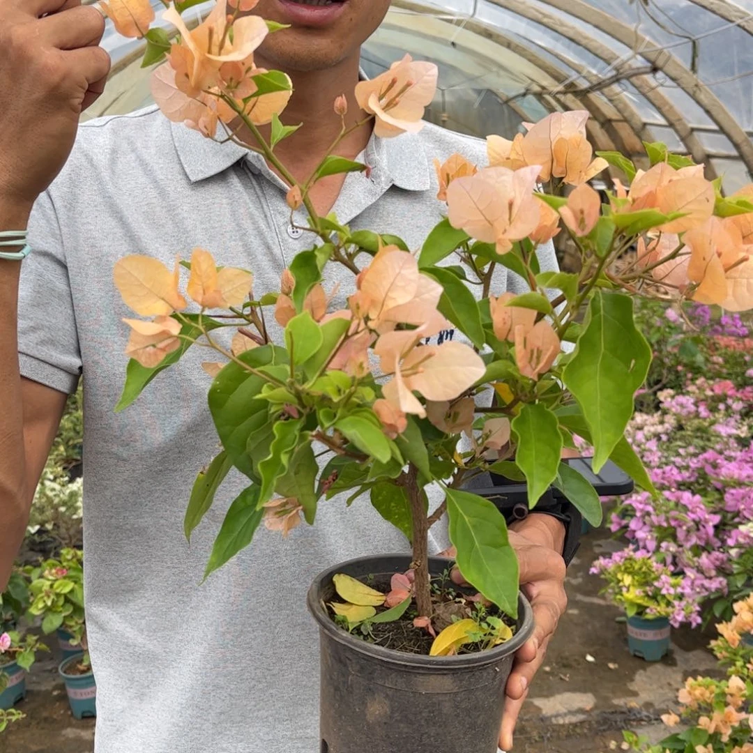 完全开放（嫡公主）三角梅会落花落叶会光杆苗有大有小