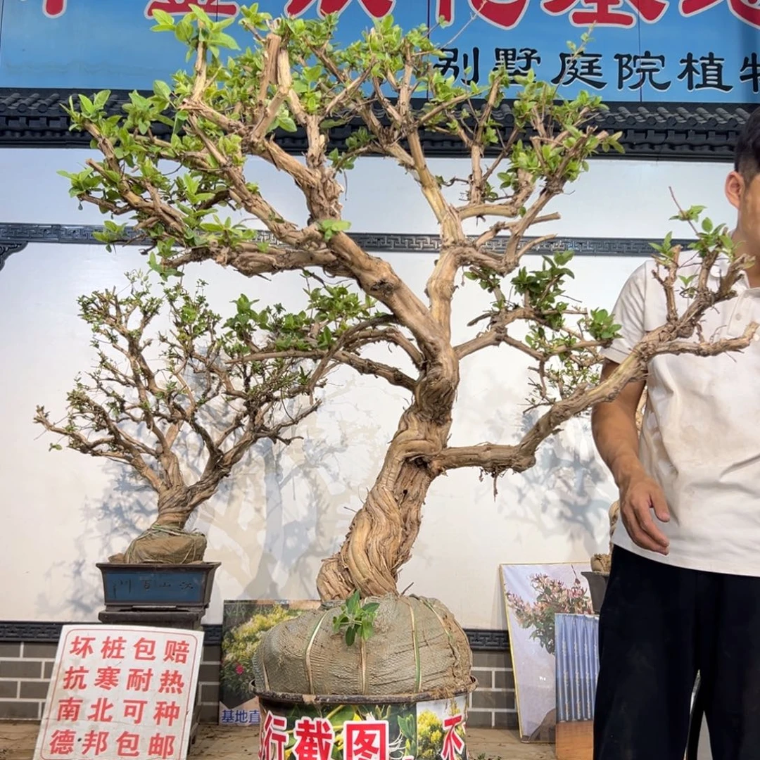 无花朵金银花开花126412645