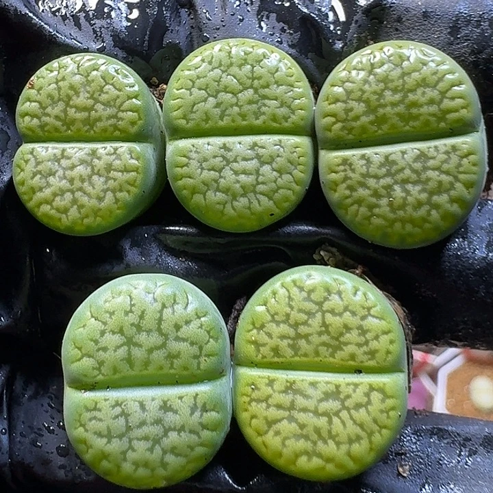 生石花11111。  202